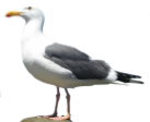 seagull